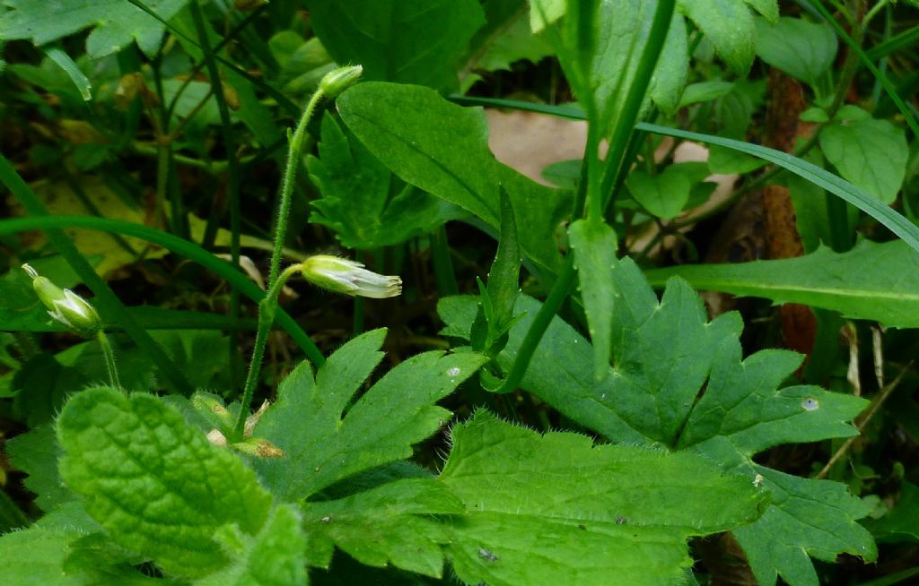 Campanula patula / Campanula bienne